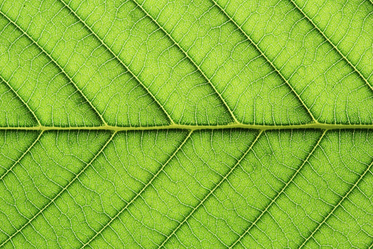 extreme close up shot of the veins of a leaf