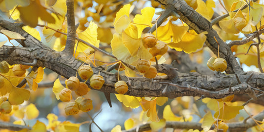 a branch of a ginko tree, with leaves turning yellow in fall, and seedlings hanging from the branches, like supersized yellow cherries